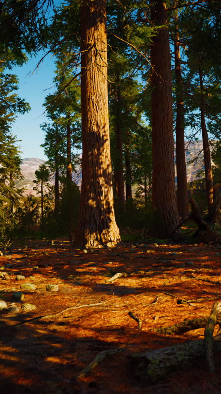 Maestosa foresta di sequoie alla luce dorata del tramonto