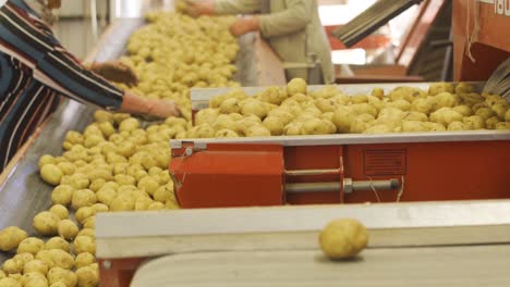 patatas polvorientas y terrosas en la cinta transportadora.