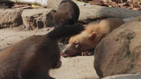 bush dog (speothos venaticus) in nature. bush dogs are found from panama in central america, through much of south america.
