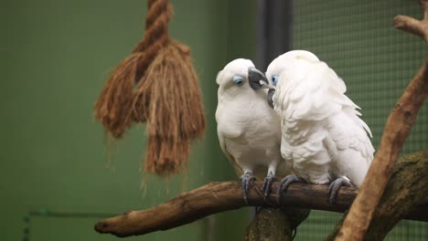 two white cockatoos