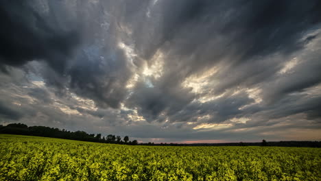 timelapse of beautiful yellow rapeseed flowers against dark cloud movement in the evening time