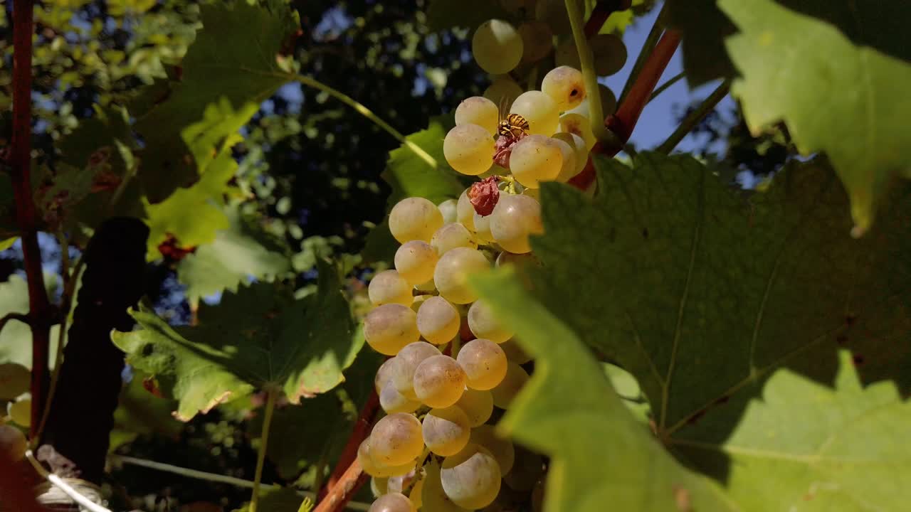 una avispa comiendo uva en la cosecha.