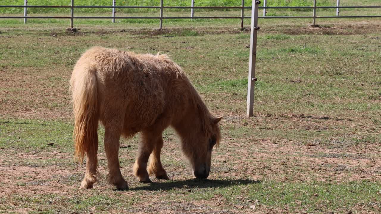 un pequeño pony comiendo hierba en un área cercada