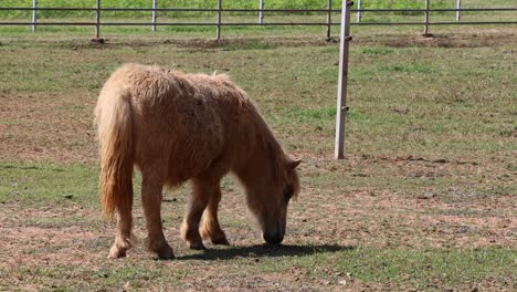 a small pony eating grass in a fenced area