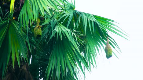 primer plano de una palmera con nidos de aves tejedoras