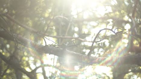 close up of a pine tree