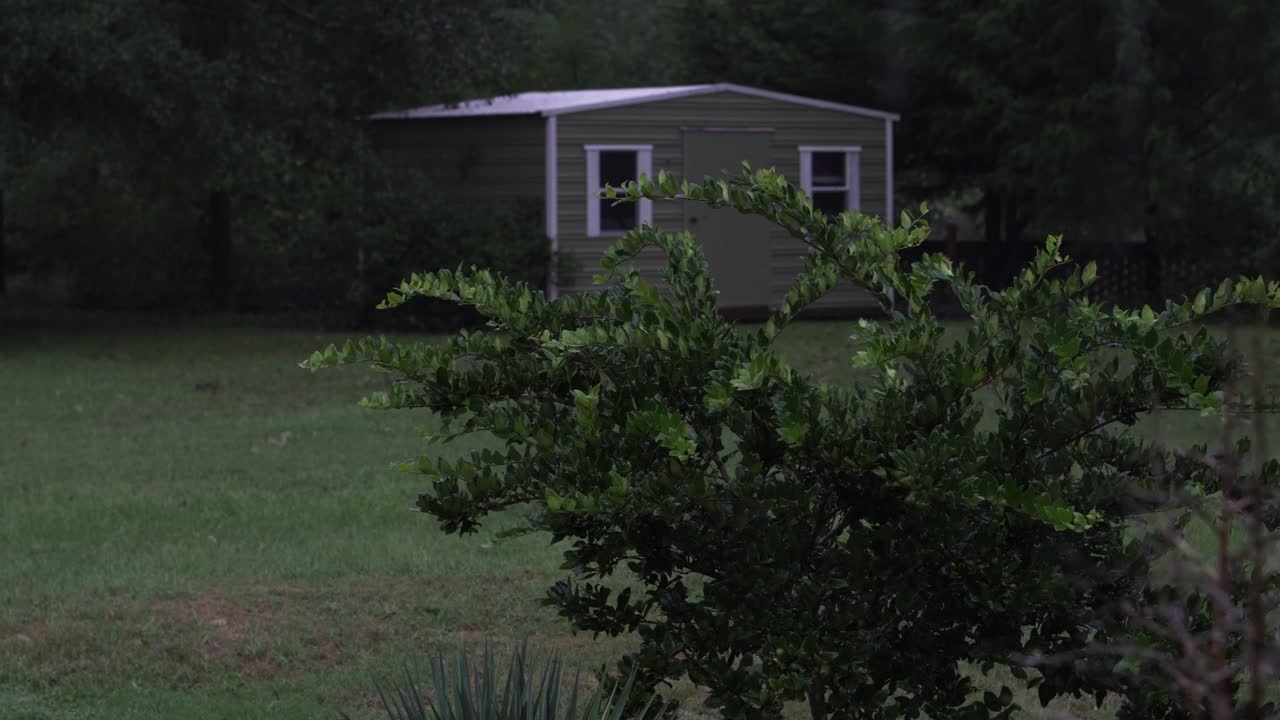 Small tree lightly blowing in the wind in the middle of a hurricane with light rain and a shed in the background