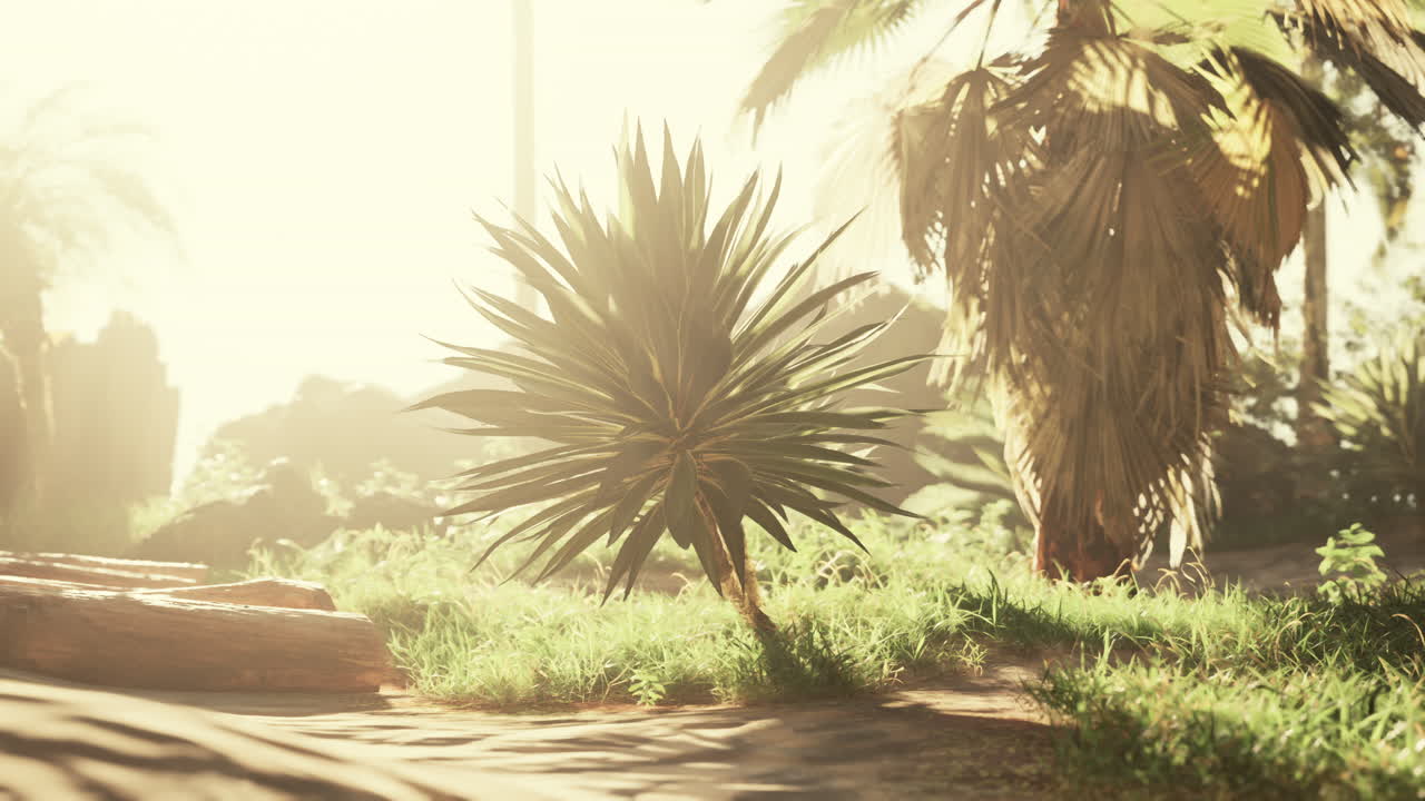 열대 해가 지는 해변 장면