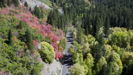 Camino-En-La-Montaña-Con-Bosque-De-Pinos-En-El-Cañón-De-La-Bifurcación-Americana,-Utah,-Ee.uu.---Toma-Aérea-De-Drones