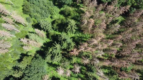 Forma-De-Bosque-Medio-Destruido-Arriba