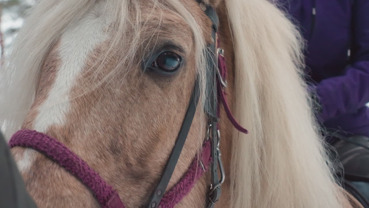 retrato ecuestre de serenidad, caballo apacible con jinete cerca, escena tranquila con poni rubio y jinete al fondo, momento sereno que captura a un poni de color claro con jinete detrás vestido de púrpura