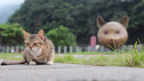 Eine-Katze-Treibt-Sich-Im-Katzendorf-Houtong-In-Taipeh-Herum,-Taiwan