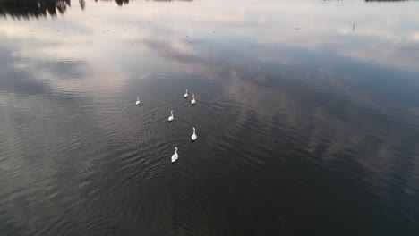 Swans-family-on-a-calm-lake-surface