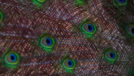 close-up of proud male peacock showing off its vibrant colourful feather design