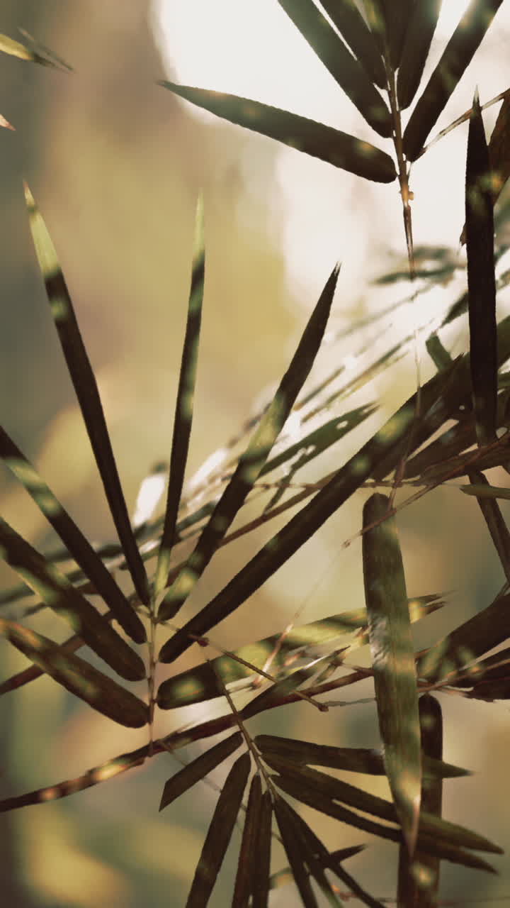 un primer plano de hojas de bambú a la luz del sol