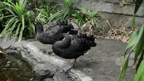 two black swans