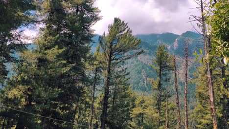 Lush-Pine-Trees-With-Mountain-Ridges-Backdrop-In-Summertime