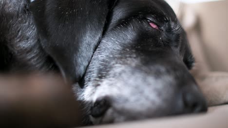 Narrow-close-up-view-of-a-senior-black-dog-sleeping-on-a-couch