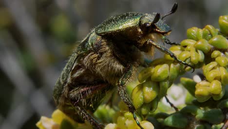 un primerísimo plano: perfil de un escarabajo metálico verde arrastrándose sobre capullos de flores al aire libre