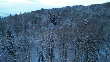 Drohnenaufnahmen-Von-Schneebedeckten-Bäumen-In-Der-Schweiz-Von-Oben-Gesehen