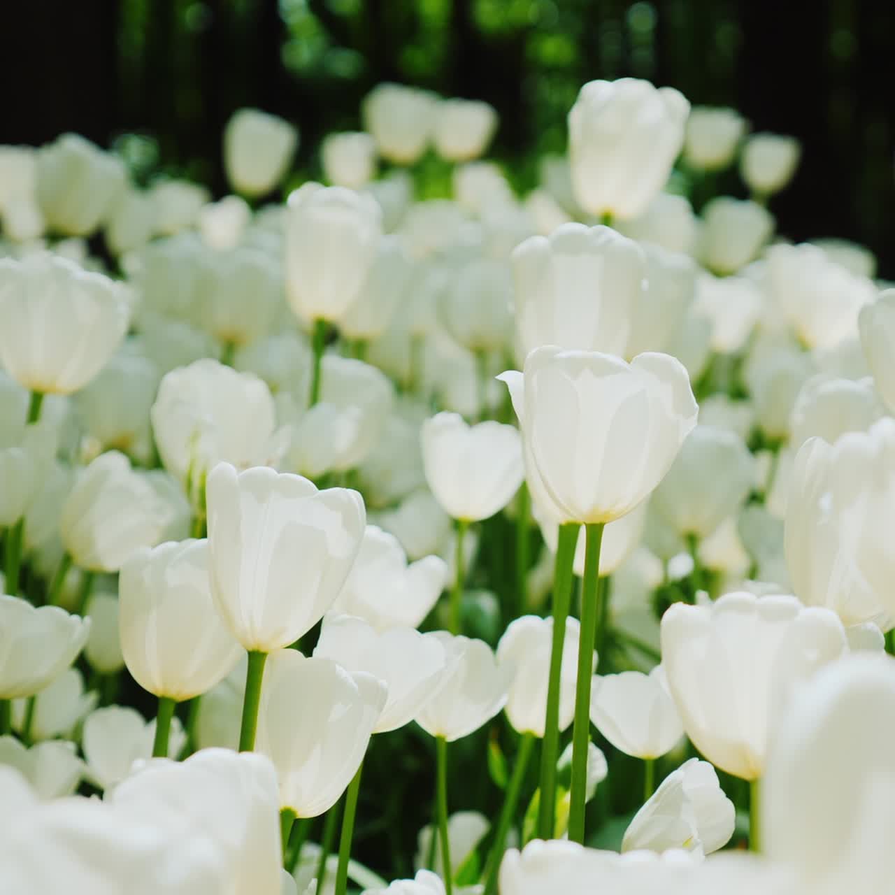 gran número de tulipanes blancos contra el fondo de los árboles verdes de primavera en el parque