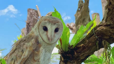 close up shot of barn owl, adult tyto alba against blue sky and tree branch.