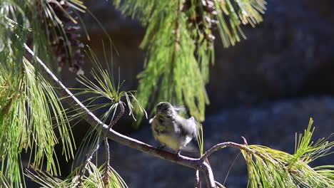 lesser goldfinch preening while perched on a branch