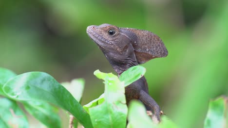 primer plano como el lindo jesús lagarto gira la cabeza en el fondo de la jungla desenfocado