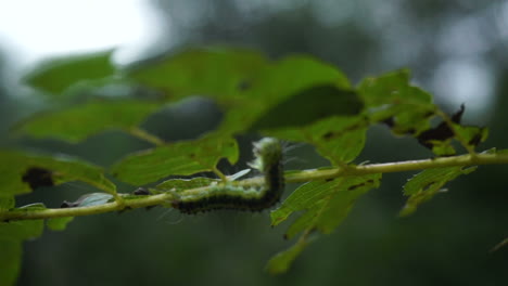 Una-Hermosa-Oruga-Arrastrándose-Sobre-La-Hoja