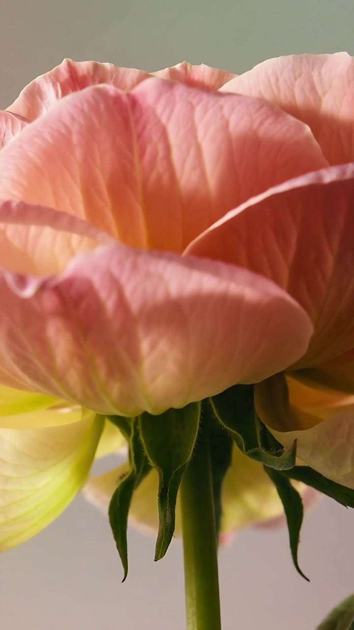 Vertical video: Panning camera revealing pink flower on tabletop, examining petal texture and stem