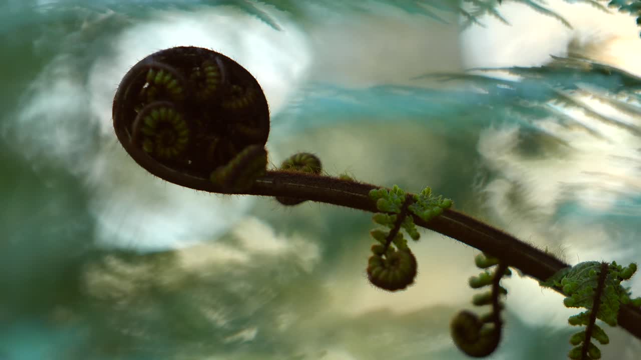fern in pine forest in New Zealand. curled up fauna