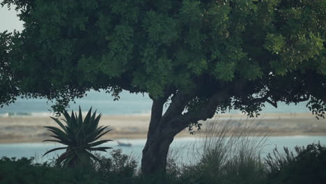 tree branches beach grass and aloe vera plants wave in the wind by the ocean