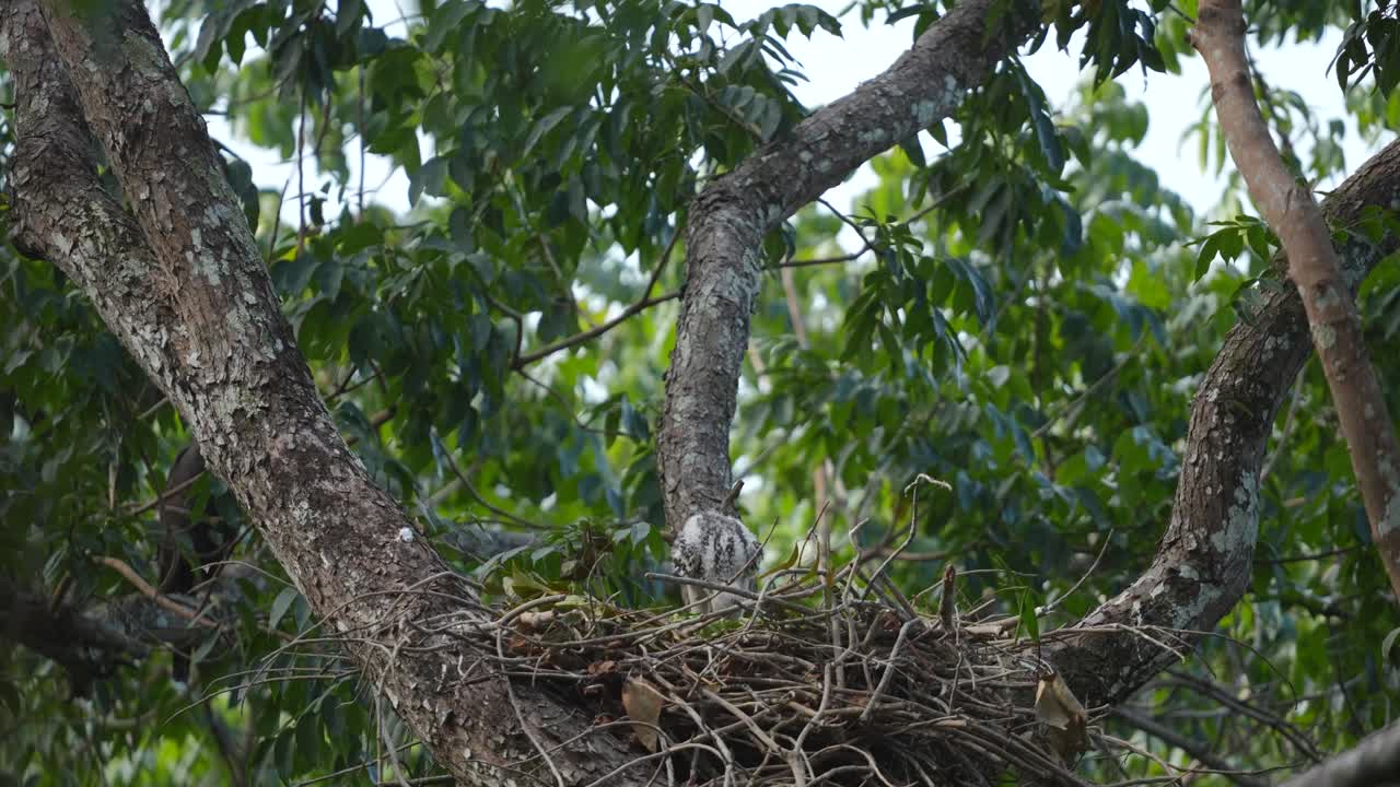 bebé águila halcón cambiante de pie en el nido en el árbol con el viento soplando en el día