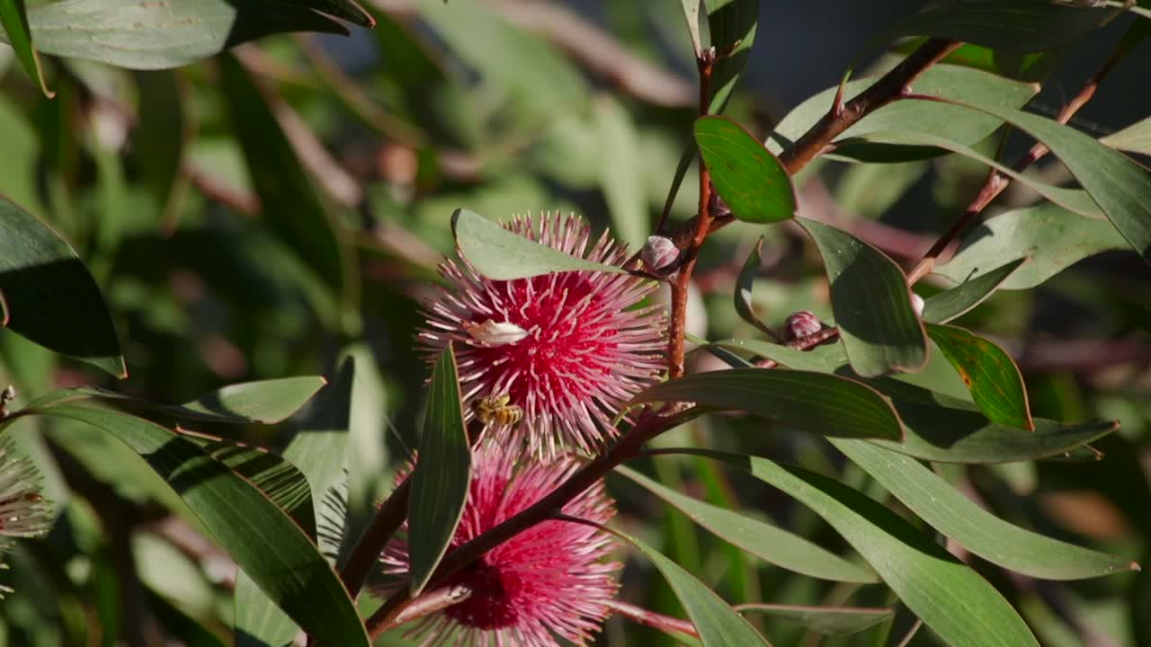 abeja trepando en la planta hakea laurina y luego vuela, maffra soleado durante el día, victoria, australia cámara lenta