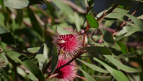 Abeja-Trepando-En-La-Planta-Hakea-Laurina-Y-Luego-Vuela,-Maffra-Soleado-Durante-El-Día,-Victoria,-Australia-Cámara-Lenta