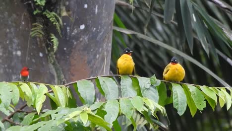 dos pájaros bulbul con cresta de balcón, un pájaro amarillo y un pájaro solar javan están en una rama de hoja verde