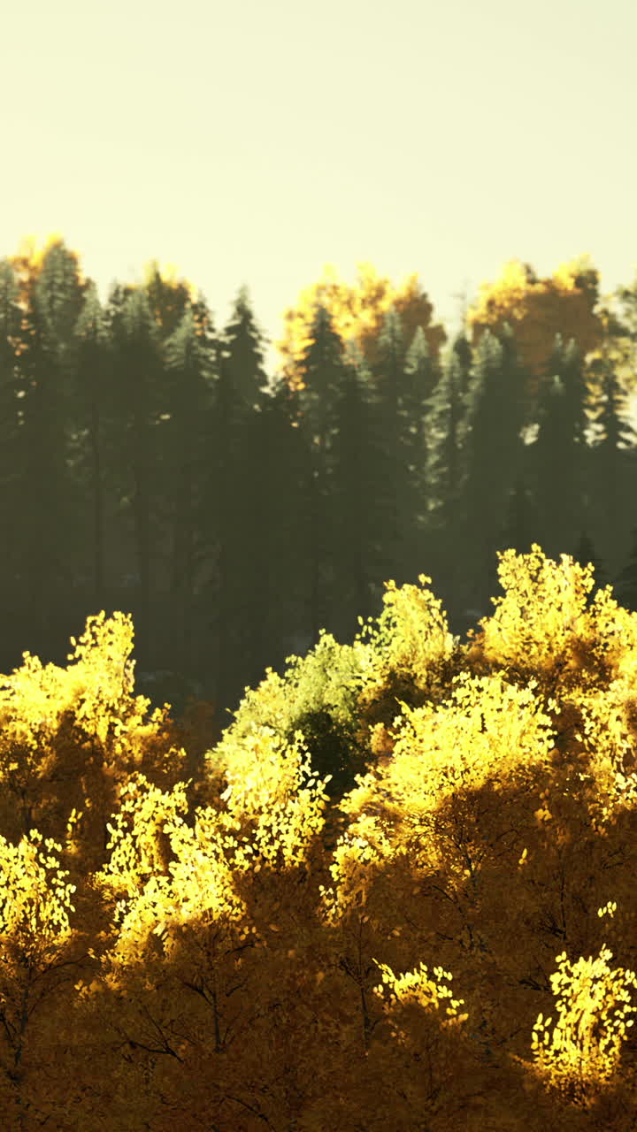 황금빛 가을 숲