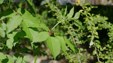 speckled wood butterfly on green plant leaves