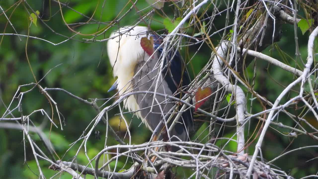 video de garza nocturna de corona negra en un árbol