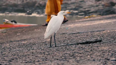 A-young-White-heron-bird-looking-for-food-dry-waste-fishes-near-a-shore-with-sharp-eyes-video-background-in-full-HD-in-mov