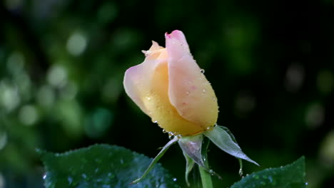 Bloqueado-Vista-De-Cerca-De-La-Flor-Rosa-Amarilla-Que-Se-Riega-En-El-Jardín