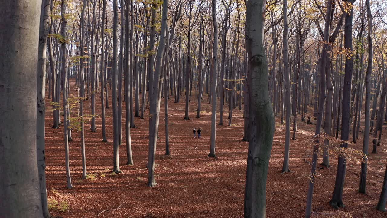 прогулка по лесу в осенней атмосфере