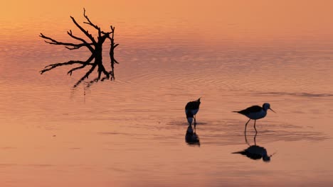 pied stilts hunting and feeding, wading in shallow pond during purple sunset