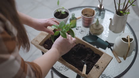 high angle view of urban gardener lifting young root plant from soil and placing into plastic planter pressing thumb into moist earth to secure plant among potting tools on glass table