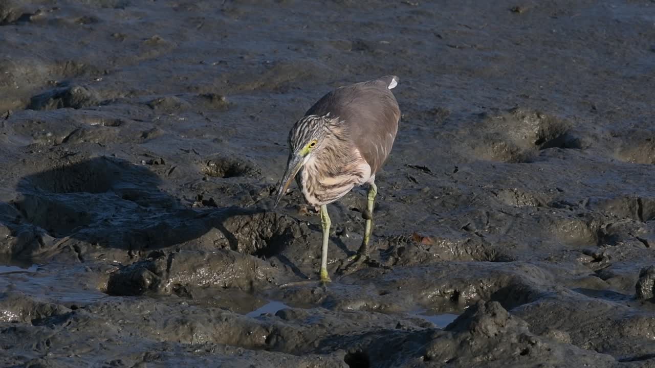 una de las garzas de estanque encontradas en tailandia que muestran diferentes plumajes según la temporada