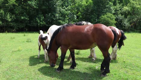 Free-grazing-horses-roam-around-in-Croatia