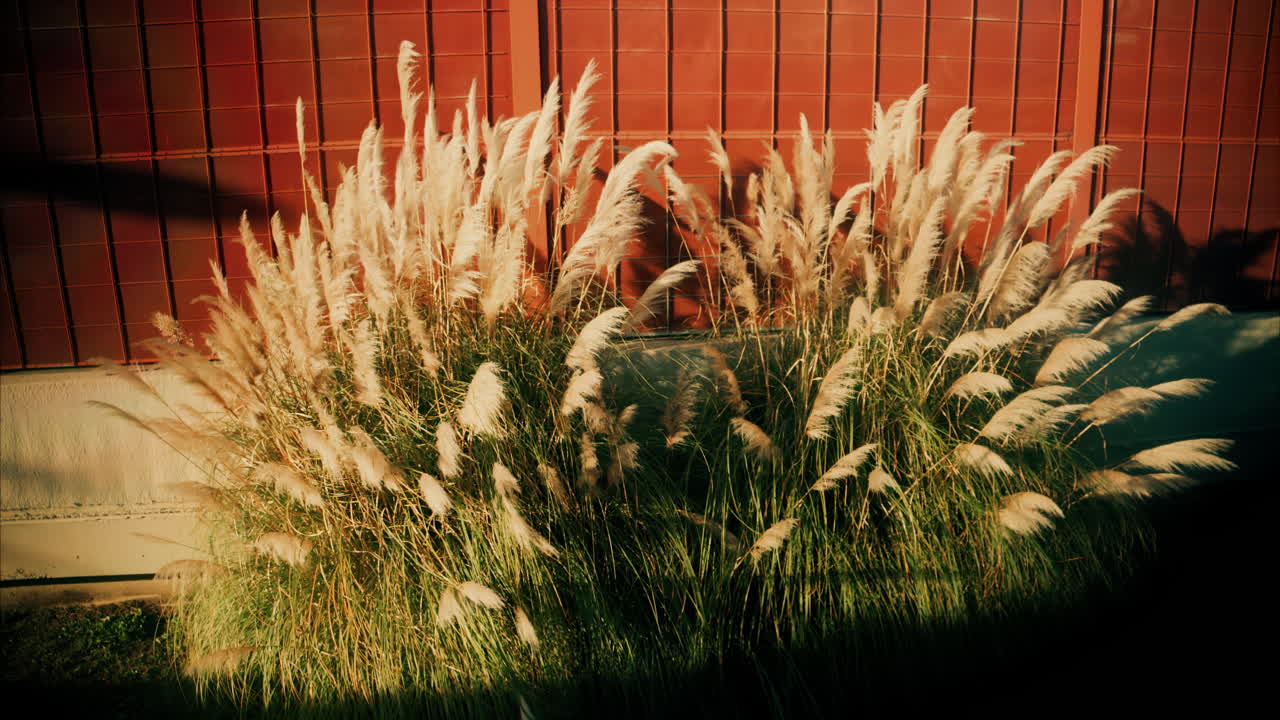 Close up of dried pampas grass decoration on an orange background