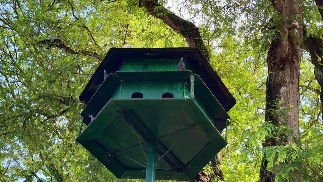 Wooden pigeon house under leafy trees, birds gathering and flying, outdoor animal habitat, calm natural setting.