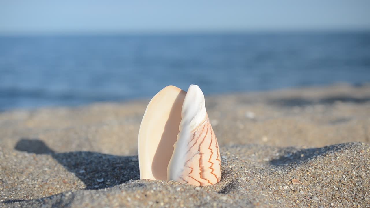 Conchas marinas en la playa. Grabación en la playa