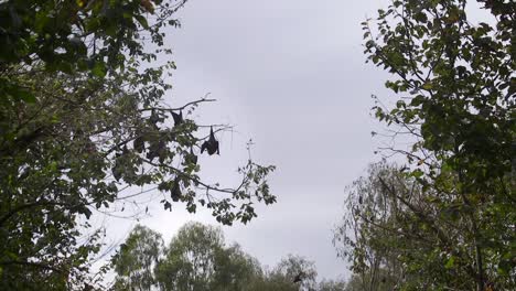 Fledermäuse-Hängen-Von-Bäumen-Im-Wald-Während-Des-Tages-Australien-Gippsland-Victoria-Maffra